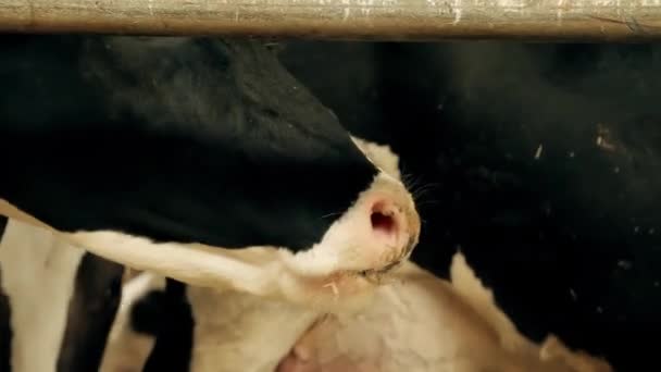 Kráva Žvýká Seno Portrét Dojné Krávy Černobílé Produkce Mléka Mléčných — Stock video