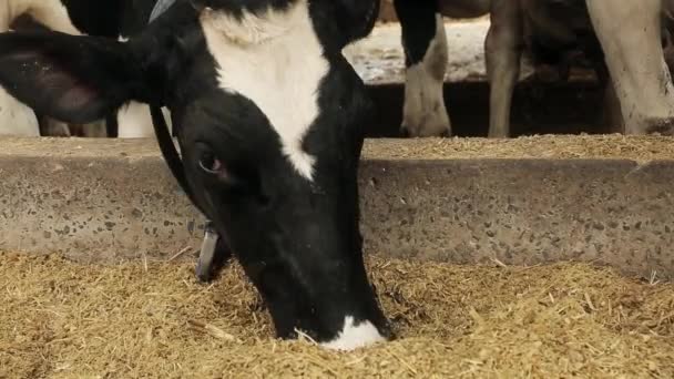 Cow Chews Hay Portrait Dairy Cow Black White Animal Farm — Stock Video