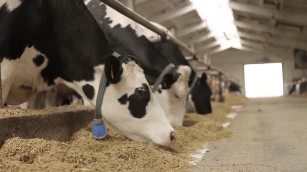 Современная Ферма Коровы Едят Сено Чистом Сарае Животноводство Молочное Производство — стоковое видео
