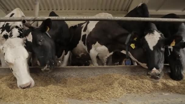 Современная Ферма Коровы Едят Сено Чистом Сарае Животноводство Молочное Производство — стоковое видео