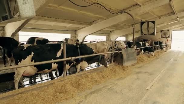Kühe Fressen Getrocknetes Gras Mit Zerstoßenem Getreide Auf Einem Milchviehbetrieb — Stockvideo