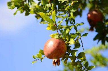 Ağaç dalında güzel kırmızı bir nar. Hasat mevsimi. Nar ağacı.