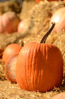Bright beautiful pumpkins on haystacks. Autumn. Halloween. Village fair, photo zone Ripe pumpkins of different shapes and sizes. Farm Fair.