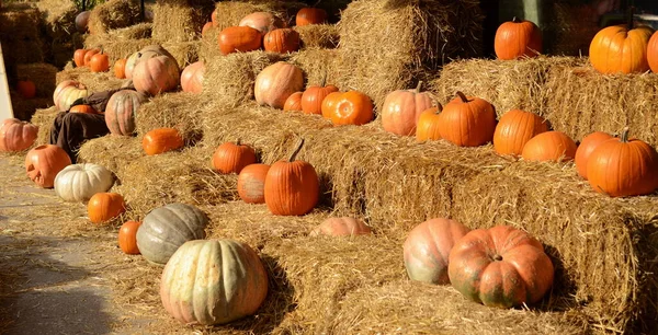 Autumn fair, rural halloween party. Haystacks and a lot of pumpkins. Harvest in village fair