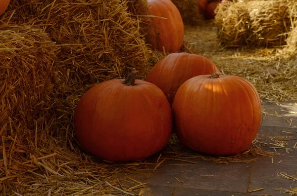 Bright Beautiful Pumpkins Haystacks Autumn Halloween Village Fair Photo Zone — стоковое фото