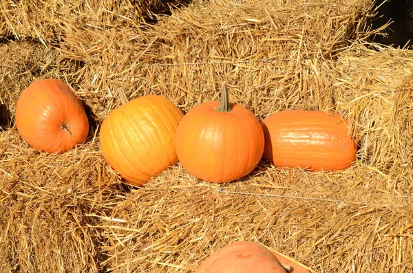 Bright beautiful pumpkins on haystacks. Autumn. Halloween. Village fair, photo zone Ripe pumpkins of different shapes and sizes. Farm Fair.