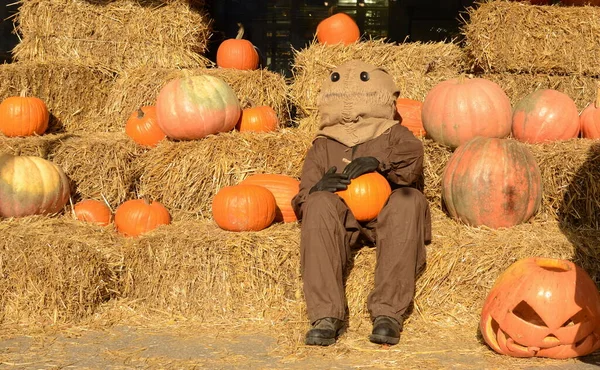 Beautiful pumpkins, funny stuffed animal on a haystack .. Autumn Festival, October, Halloween. Festive decor. Scarecrow at a country party