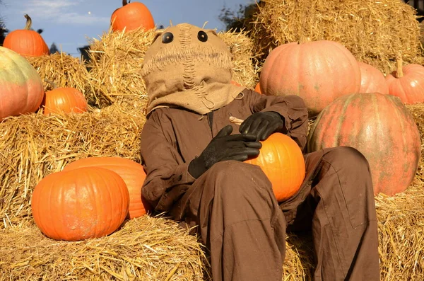 Beautiful pumpkins, funny stuffed animal on a haystack .. Autumn Festival, October, Halloween. Festive decor. Scarecrow at a country party