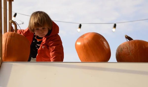 Little Boy Rides Slide Playground Autumn October Halloween Ripe Pumpkins — стоковое фото