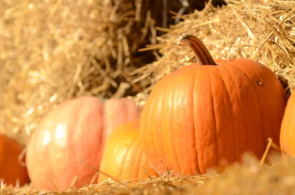Bright beautiful pumpkins on haystacks. Autumn. Halloween. Village fair, photo zone Ripe pumpkins of different shapes and sizes. Farm Fair.