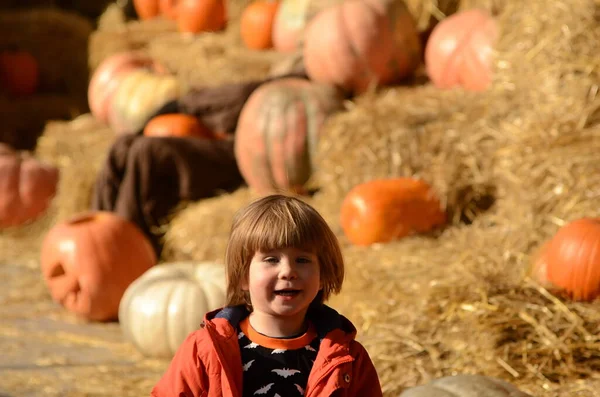 Cute positive boy among pumpkins and haystacks. Autumn Farm Fair, Halloween, Thanksgiving. Beautiful ripe pumpkins, child smiles, harvest festival A boy, three years old, at an autumn festival among pumpkins and haystacks. Festive decorations