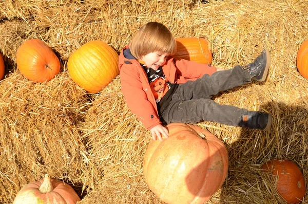 Cute positive boy among pumpkins and haystacks. Autumn Farm Fair, Halloween, Thanksgiving. Beautiful ripe pumpkins, child smiles, harvest festival A boy, three years old, at an autumn festival among pumpkins and haystacks. Festive decorations