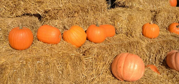 Bright beautiful pumpkins on haystacks. Autumn. Halloween. Village fair, photo zone Ripe pumpkins of different shapes and sizes. Farm Fair.