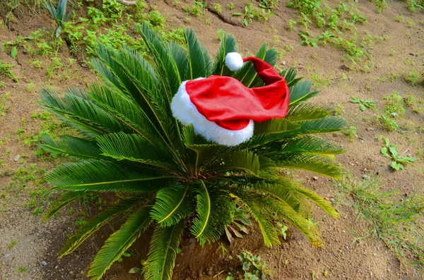 Santa Claus Hat Palm Tree Tropical Christmas — ストック写真