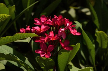 Pink flowers Lirawadee pink flowers have a medium-sized stem with a bouquet of flowers.  Pink plumeria plant