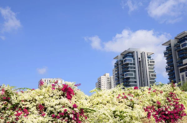 Beautiful residential building surrounded by a garden. Modern housing. Israel - high-rise building, flowering and palm trees. Concept: nice place to live, real estate purchase Large bougainvillea bushes in the foreground