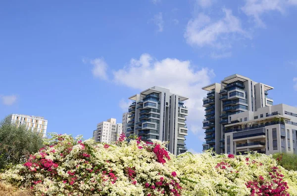Beautiful residential building surrounded by a garden. Modern housing. Israel - high-rise building, flowering and palm trees. Concept: nice place to live, real estate purchase Large bougainvillea bushes in the foreground