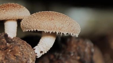 Mushroom champignon close-up. Fresh Portobello in the foreground. Mushroom farm.
