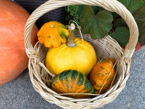 Autumn decor near the house. Wicker straw basket with pumpkins. Decorations for Halloween. harvest festival