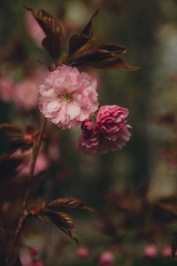Kahverengi dallardan ve yapraklardan oluşan arka planda sakura çiçekleri, dikey
