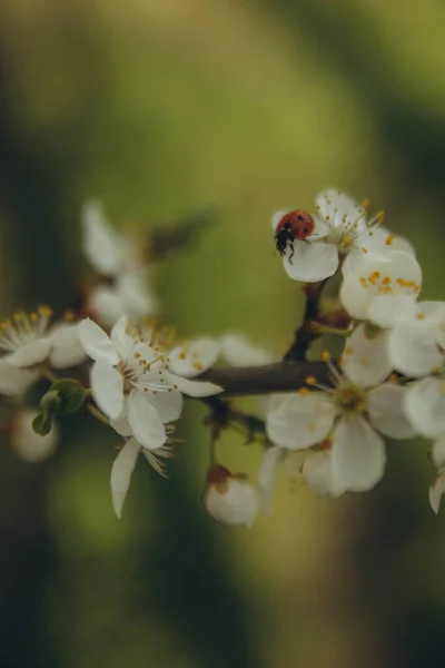 Ladybug Sitting Apple Blossom Vertical — Foto Stock
