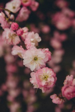Pembe Prunus dulcis dalı, dikey