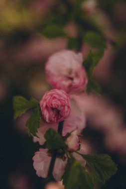 Pembe Prunus dulcis dalı, dikey