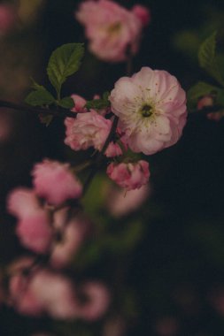 Pembe Prunus dulcis dalı, dikey