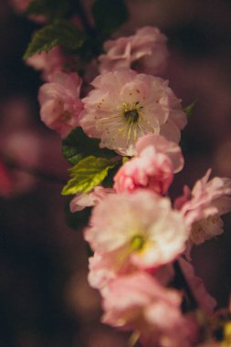 Prunus dulcis çiçekleri güneşte yeşillik olan bir dalda, dikey