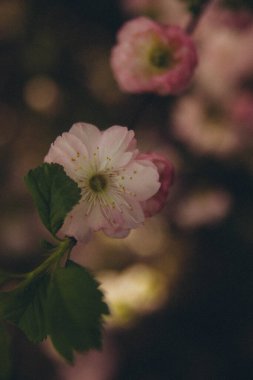 Yeşil, dikey dallı bir dalda erik çiçekleri