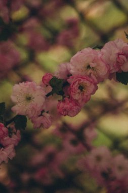 Pembe Prunus dulcis bir çit arka planı, dikey