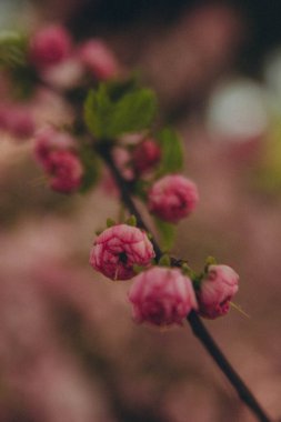Pembe Prunus dulcis dalı, henüz çiçek açmadı, dikey