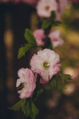 Açık pembe sakura çiçekleri dikey bir dalın üzerine kapanır