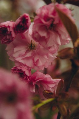 Çiçek açan bahar ağacı, yakın plan, dikey fotoğraf