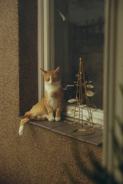 Red Cat Basks Sun Windowsill Vertical — Stok Foto
