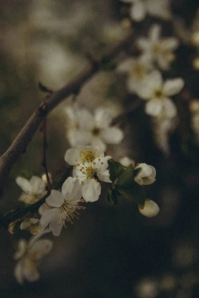 Ramo Albero Con Fiore Melo Verticale — Foto Stock