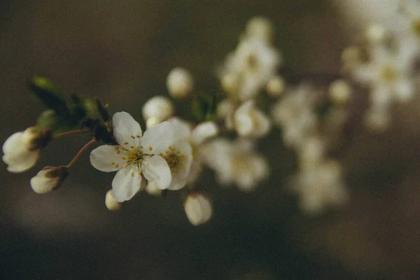 Гілка Дерева Яблучним Цвітом Горизонтальна — стокове фото