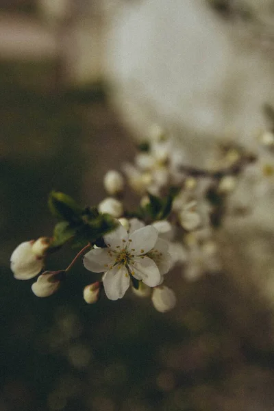 Tree Branch Apple Blossom Vertical — Stock Photo, Image