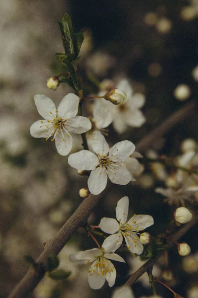 Ramo Albero Con Fiore Melo Verticale — Foto Stock