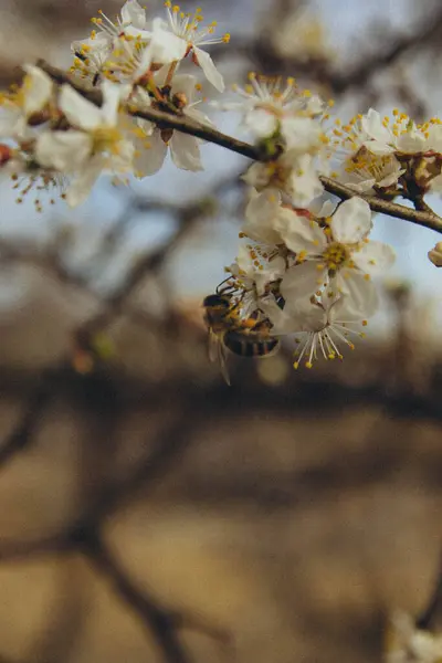 蜜蜂在开花的苹果树上采集花粉 垂直生长 — 图库照片