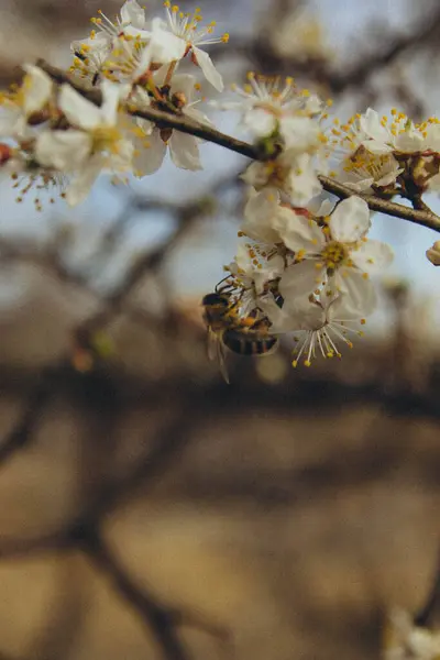 Bee Collects Pollen Flowering Apple Trees Vertical — стоковое фото