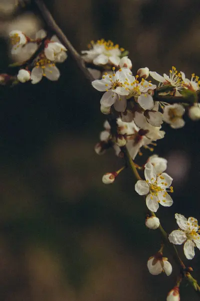 Гілка Дерева Яблучним Цвітом Вертикальна — стокове фото