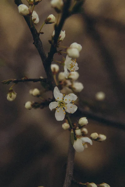 Tree Branch Apple Blossom Vertical — Fotografia de Stock