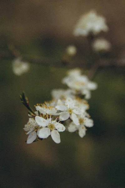 Tree Branch Apple Blossom Vertical — стоковое фото