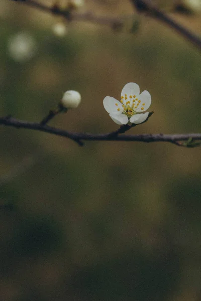 Tree Branch Apple Blossom Vertical — Foto Stock