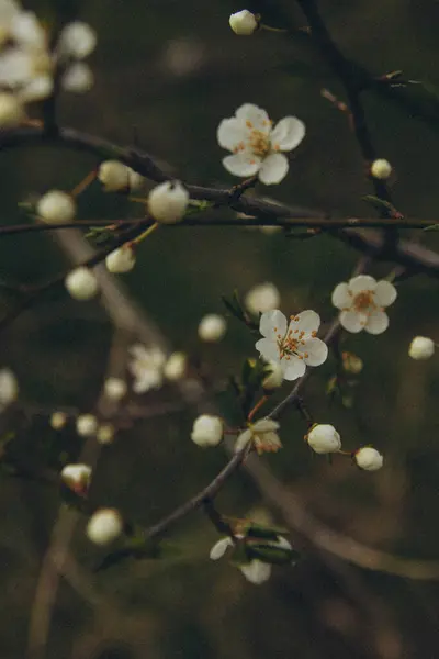 有苹果花的树枝 垂直的 — 图库照片