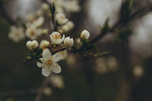 Гілка Дерева Яблучним Цвітом Горизонтальна — стокове фото