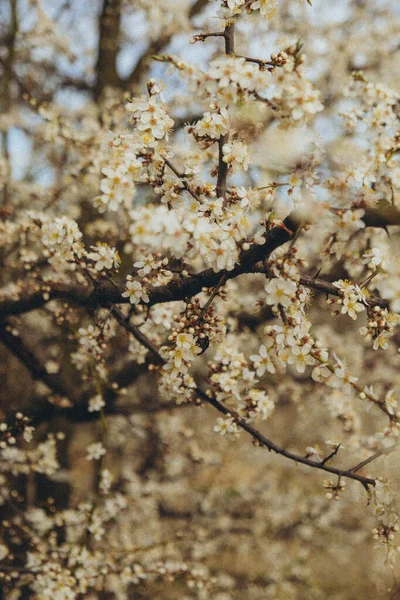 Flowering Apple Tree Branches Background Blue Sky Vertical — Fotografia de Stock