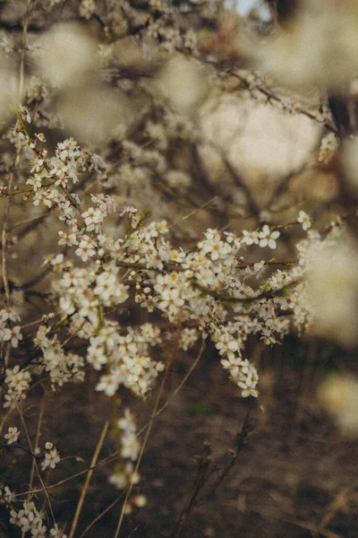 Äste Blühender Apfelbäume Über Dem Gras Senkrecht — Stockfoto