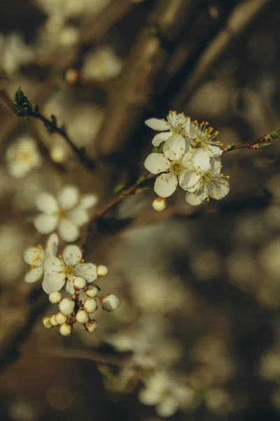 Квітуча Гілка Яблуні Фоні Гілок Вертикальна — стокове фото